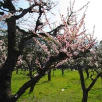 春の訪れ大阪城公園梅林　！　2019－03