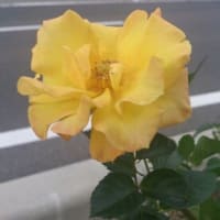 ルツ，ボアズと結婚  （ルツ４：１３－１７）