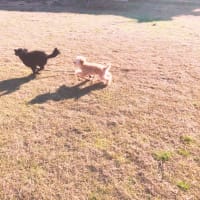 新年迎えて初散歩