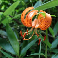 花立峠・登山道沿いの花　2025/06/28