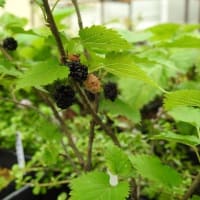 大実クワの実成り