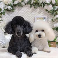 我が家のピノ・ノアール　furyi_furyiさんより