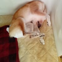今日のヒカリ