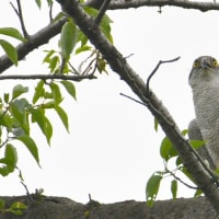 神代植物公園の今　　　　(Ameba 金井修治　r-sucre2のブログ　へ移行します。)>