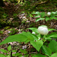 ヤマシャクヤクなど・・ 初夏の山野草を愛でる 低山々歩