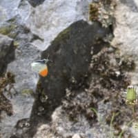 “魅惑のオレンジ”．．．『クモマツマキチョウ』！！【2025.5.23（金）】