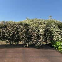 庭の手入れと、独り言と