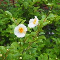 夏椿　咲きました