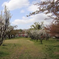 飯坂温泉 花桃の公園