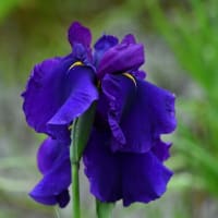 花菖蒲の季節