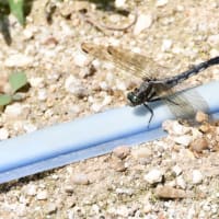 花しょうぶの彩りを楽しむ油ヶ渕の水辺と応仁寺-4