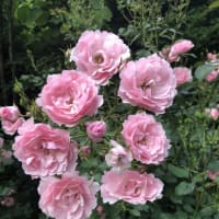【札幌市豊平区　2025豊平公園の花④】