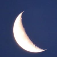 夏至～夏空に向かって咲く花
