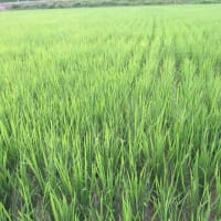今年のイネは著しく進みそうだが天候異変の影響は予測不能
