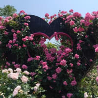 ロイズのバラ園へ
