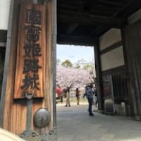 国宝　姫路城　　桜満開！