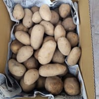 種馬鈴薯の確保
