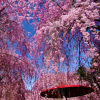 赤い野点傘-奈良県東吉野村：高見の郷