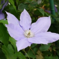 クレマチスの花たち