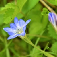 植物クロスワード（４８）『6月に咲く山の花』の答え