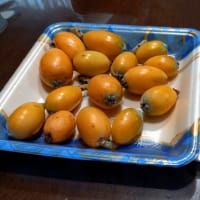 びわの一部収穫♪♪