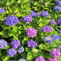 早朝の青果露店 ＆ ロード・サイドを飾る紫陽花