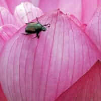 ハスの花①
