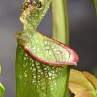 鉢植えの食虫植物（１）サラセニア　 b、レウコフィラ