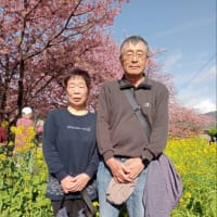 2024も河津桜は絶景でした。