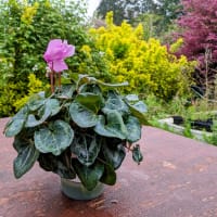 シクラメンの植え替え