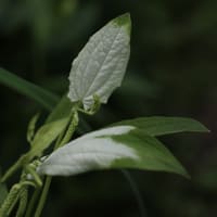 泰山木の花