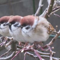 おひさしぶりだね