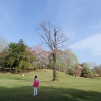 山桜 やっと本番 咲き乱れ 58歳 最後のゴルフ