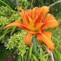 今日にも、不在者投票に