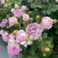 薔薇の季節