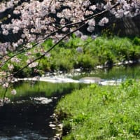 横浜　阿久和川沿いに咲く桜