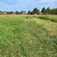 山羊牧場〜あれ？こゆきどうした？