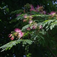 7月最初の教室　ヤマユリ咲く森