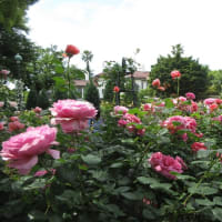港の見える丘公園　イングリッシュガーデンの庭 1