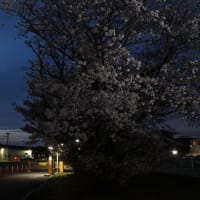ストロボで桜を撮る