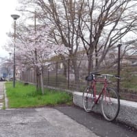 多摩サイお花見サイクリング