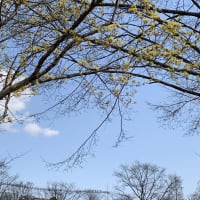 頑張っている
