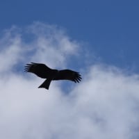 日記　2月を思い起こして（鳥たち）