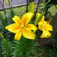 暑い、暑い、土用の丑の日まで待てません