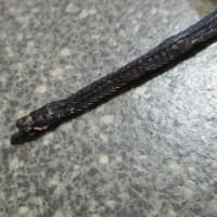 ヒバカリの死体