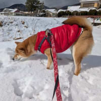 雪