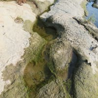石川化石木の現状　２０２５年６月