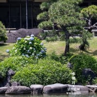清澄庭園、初夏の彩り。