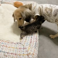 仮名 だんごちゃんの忘備録 2