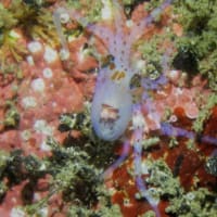 石橋最新生物事情2025/06/23[w/pics]